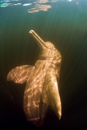 Delfín rosado (Inia geoffrensis)