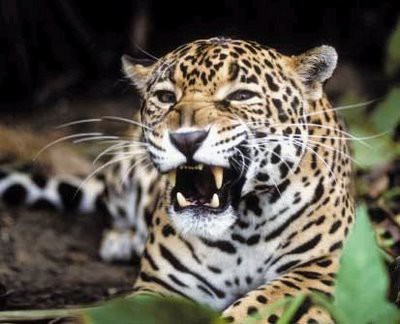 Jaguar (Panthera onca)